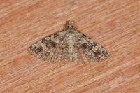 Alucita hexadactyla