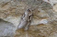 Semioscopis steinkellneriana