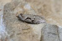 Semioscopis steinkellneriana