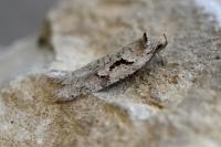 Semioscopis steinkellneriana