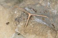 Emmelina monodactyla