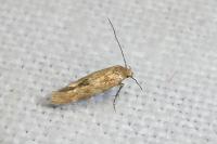Mompha epilobiella
