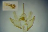 Mompha epilobiella