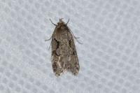 Semioscopis steinkellneriana