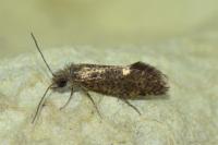 Dyseriocrania subpurpurella