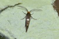 Incurvaria masculella