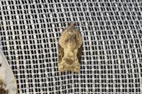 Acleris lacordairana