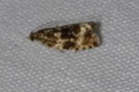 Celypha lacunana