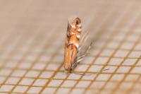 Phyllonorycter medicaginella