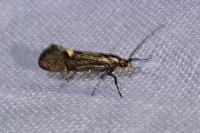Esperia sulphurella
