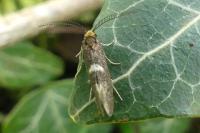 Incurvaria pectinea