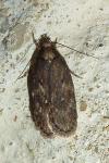 Depressaria albipunctella