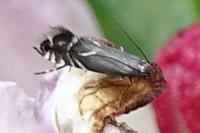 Glyphipterix simpliciella