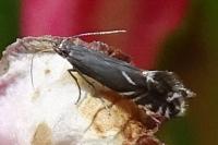 Glyphipterix simpliciella