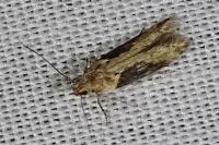 Scrobipalpa costella