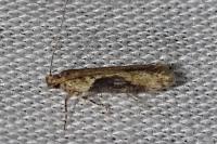 Scrobipalpa costella