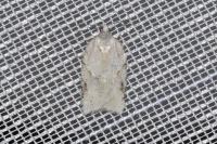Acleris logiana/kochiella