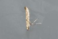 Caloptilia populetorum