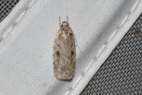 Agonopterix ocellana