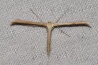 Emmelina monodactyla