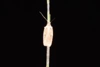 Agonopterix scopariella