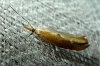 Ypsolopha falcella