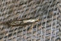 Argyresthia conjugella