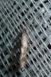 Epermenia