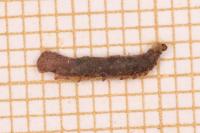 Coleophora badiipennella