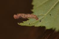 Coleophora badiipennella