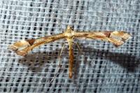 Platyptilia