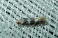 Infurcitinea