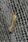 Aethes margaritana