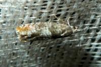 Epinotia rubiginosana