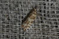 Epinotia tedella
