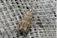 Epinotia tedella