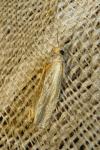 Eucosma