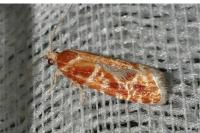 Rhyacionia pinicolana