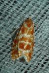 Rhyacionia pinicolana