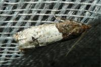Notocelia