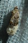 Hedya nubiferana