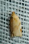 Paramesia gnomana