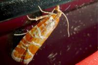 Rhyacionia pinicolana