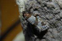 Periclepsis cinctana