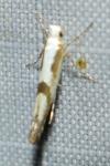 Argyresthia bonnetella