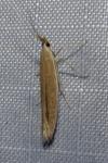 Coleophora