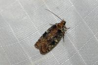 Agonopterix liturosa