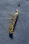 Isophrictis anthemidella/striatella