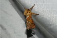Triodia sylvina