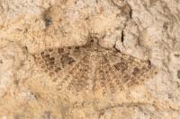 Alucita hexadactyla